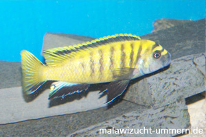 Pseudotropheus flavus