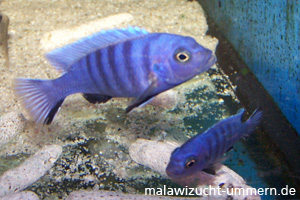 Pseudotropheus "Kingsizei Maingano" (Pseudotropheus pulpican)