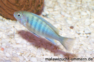 Pseudotropheus "Kingsizei North"