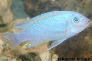 Pseudotropheus (Maylandia) callainos