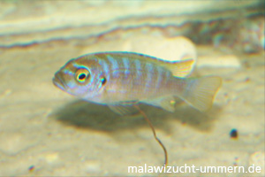 Pseudotropheus (Maylandia) zebra "Chilumba"