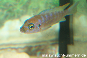 Pseudotropheus (Maylandia) zebra "Chilumba"