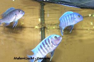 Pseudotropheus (Maylandia) zebra "Makonde"