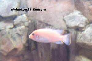 Pseudotropheus (Maylandia) zebra "red/red"