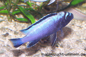 Pseudotropheus "Membe deep"