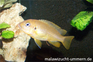 Pseudotropheus "Membe deep"