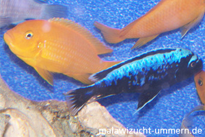 Pseudotropheus "Msobo Magunga"