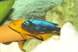 Pseudotropheus "Msobo Magunga"