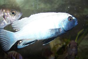 Pseudotropheus "Polit Lions Cove"