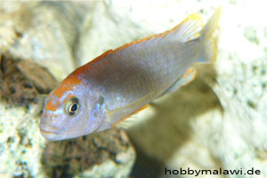 Pseudotropheus "Red Top Ndumbi"