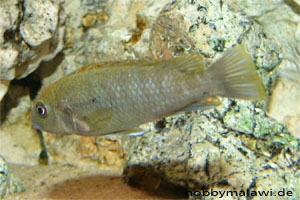 Pseudotropheus "Red Top Ndumbi"