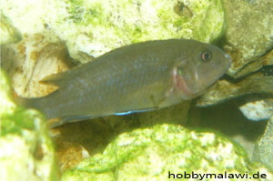 Pseudotropheus "Red Top Ndumbi"