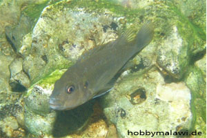 Pseudotropheus "Red Top Ndumbi"