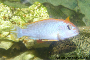 Pseudotropheus "Red Top Ndumbi"