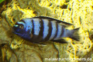 Pseudotropheus saulosi