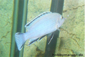 Pseudotropheus socollofi "Marapoint"