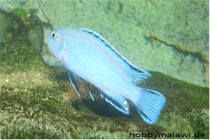 Pseudotropheus socollofi "Marapoint"