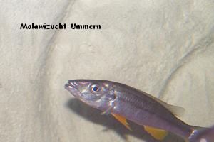 Rhamphochromis