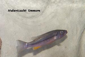 Rhamphochromis