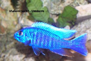 Sciaenochromis fryeri