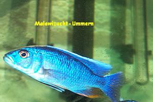 Sciaenochromis fryeri