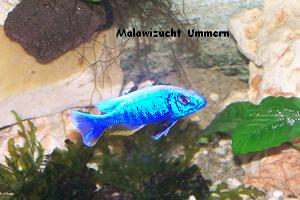 Sciaenochromis fryeri "Iceberg"