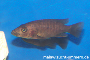 Stigmatochromis modestus "Red Namalenje"