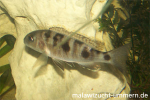 Stigmatochromis pholidophorus