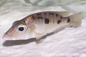 Stigmatochromis woodi