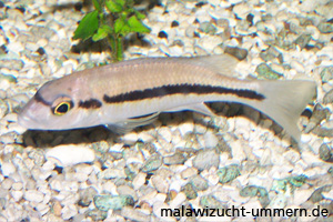 Taeniochromis holotaenia