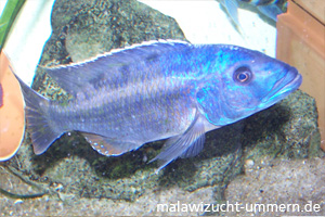 Tyrannochromis macrostoma