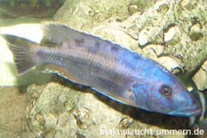 Tyrannochromis macrostoma