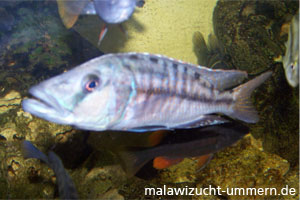 Tyrannochromis nigriventer