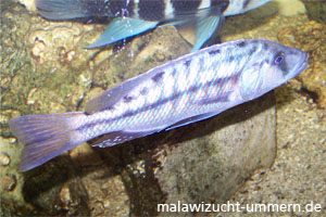 Tyrannochromis nigriventer