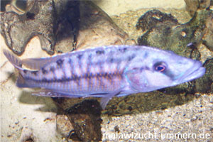 Tyrannochromis nigriventer