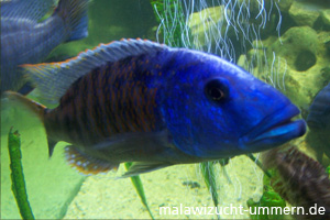 Tyrannochromis nigriventer