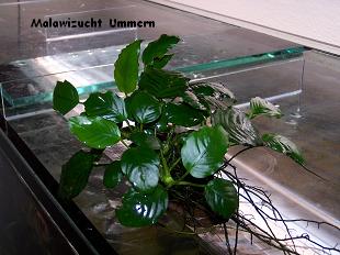 Anubias bateri - Breitblttriges Speerblatt