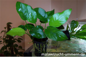 Anubias heterophylla (A. congensis) - Verschiedenblttriges Speerblatt oder Kongo-Speerblatt