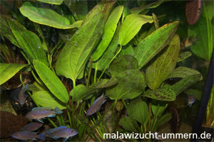 Echinodorus schlueteri - Schlters Schwertpflanze