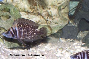 Altolamprologus calvus "Black"