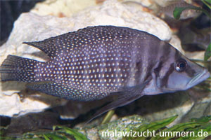 Altolamprologus calvus "Black"