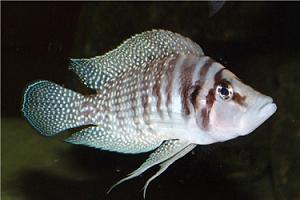 Altolamprologus calvus "White"