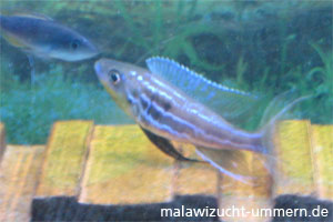 Benthochromis tricoti