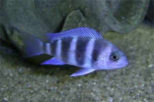 Cyphotilapia frontosa "Blue Zaire"