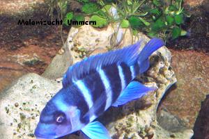 Cyphotilapia frontosa "Blue Zaire"