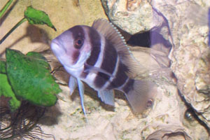 Cyphotilapia frontosa "Burundi"