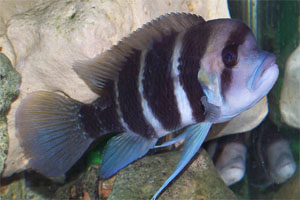 Cyphotilapia frontosa "Burundi"