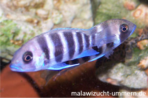 Cyphotilapia frontosa "Kigoma sieben Streifen"