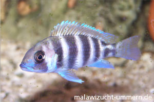 Cyphotilapia frontosa "Kigoma sieben Streifen"