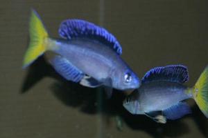 Cyprichromis leptosoma